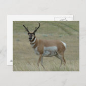 A33 Pronghorn Antelope Crooked Horns Briefkaart (Voorkant / Achterkant)