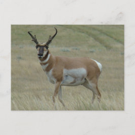 A33 Pronghorn Antelope Crooked Horns Briefkaart