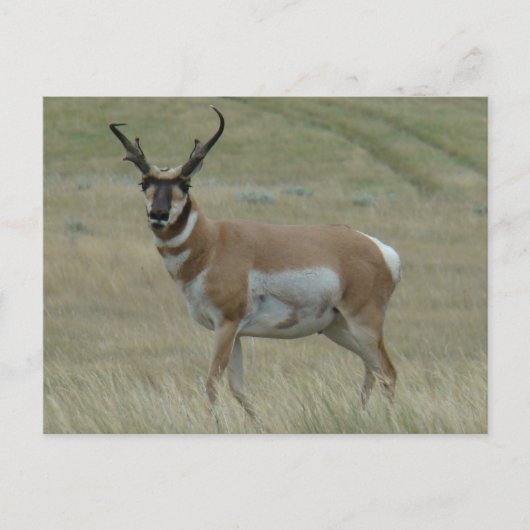 A33 Pronghorn Antelope Crooked Horns Briefkaart (Voorkant)