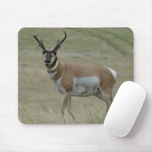 A33 Pronghorn Antelope Crooked Horns Buck Muismat (Met muis)