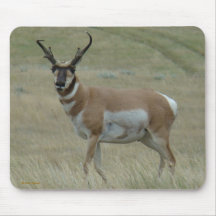 A33 Pronghorn Antelope Crooked Horns Buck