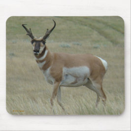 A33 Pronghorn Antelope Crooked Horns Buck Muismat