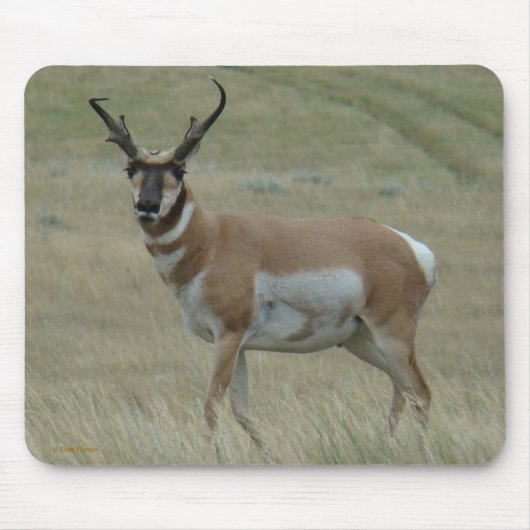 A33 Pronghorn Antelope Crooked Horns Buck Muismat (Voorkant)