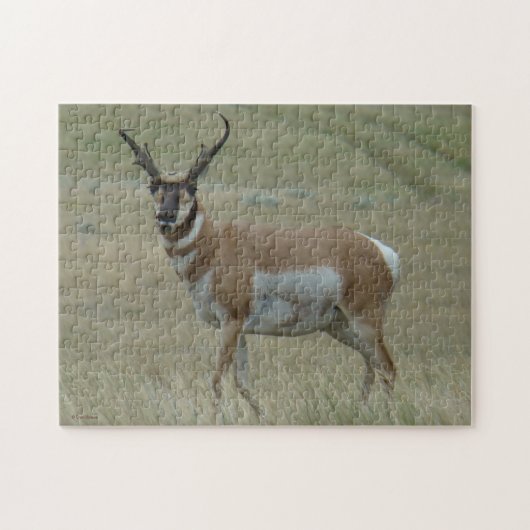 A33 Pronghorn Antelope Crooked Horns Legpuzzel (Horizontaal)