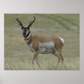 A33 Pronghorn Antelope Crooked Horns Poster (Voorkant)