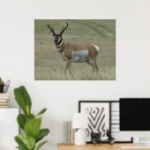 A33 Pronghorn Antelope Crooked Horns Poster (Thuiskantoor)