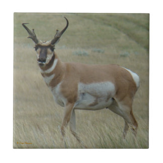 A33 Pronghorn Antelope Crooked Horns Tegeltje