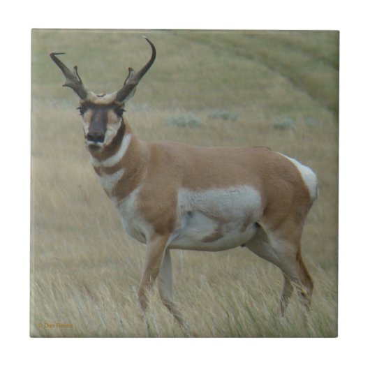 A33 Pronghorn Antelope Crooked Horns Tegeltje (Voorkant)