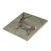 A33 Pronghorn Antelope Crooked Horns Tegeltje (Zijkant)