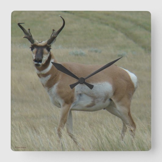 A33 Pronghorn Antelope Crooked Horns Vierkante Klok (Voorkant)