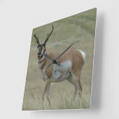 A33 Pronghorn Antelope Crooked Horns Vierkante Klok (Hoek)