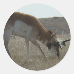 A34 Gaffelbok Hertengewei Ronde Sticker