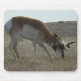 A34 Pronghorn Antelope Buck Crooked Horns Muismat