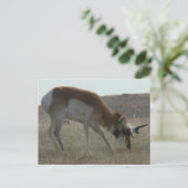 A34 Pronghorn Antelope Crooked Horns Briefkaart (Staand voorkant)