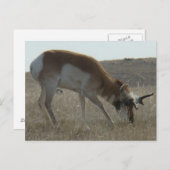 A34 Pronghorn Antelope Crooked Horns Briefkaart (Voorkant / Achterkant)