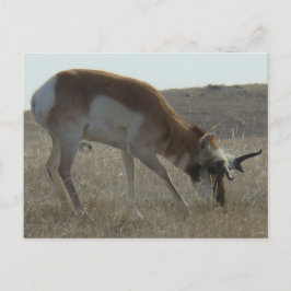 A34 Pronghorn Antelope Crooked Horns Briefkaart