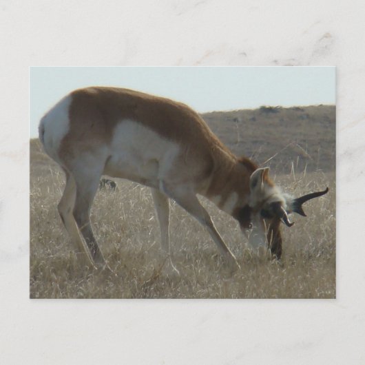 A34 Pronghorn Antelope Crooked Horns Briefkaart (Voorkant)