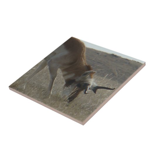 A34 Pronghorn Antelope Crooked Horns Tegeltje (Zijkant)