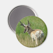 A35 Gaffelbok hertengewei Magneet (Voorkant / Achterkant)