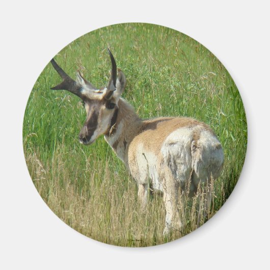 A35 Gaffelbok hertengewei Magneet (Voorkant)