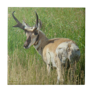 A35 Gaffelbok ram Tegeltje