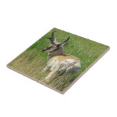 A35 Gaffelbok ram Tegeltje (Zijkant)