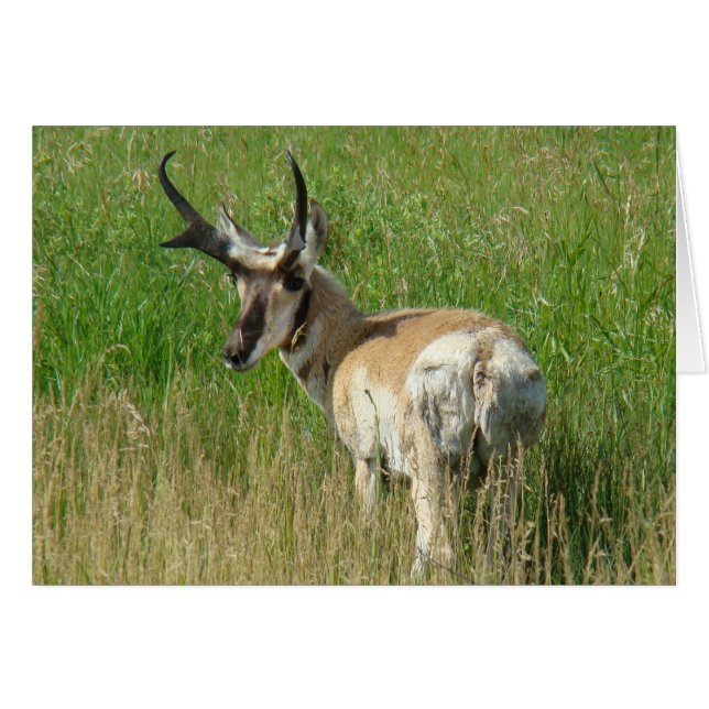 A35 Pronghorn Antelope Buck (Voorkant Horizontaal)