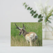 A35 Pronghorn Antelope Buck Briefkaart (Staand voorkant)
