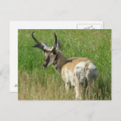 A35 Pronghorn Antelope Buck Briefkaart (Voorkant / Achterkant)