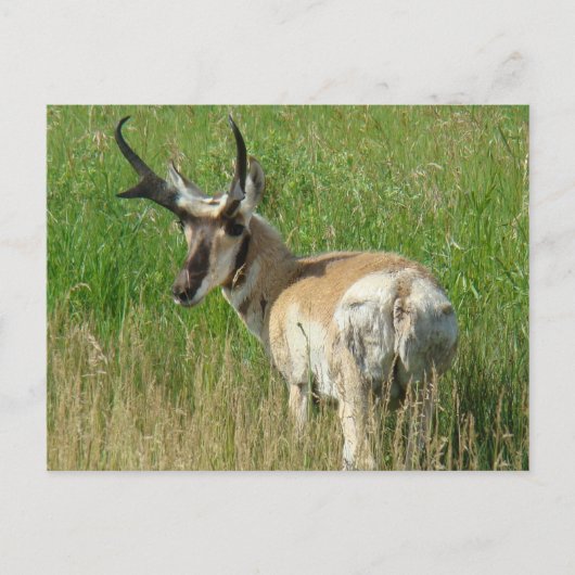 A35 Pronghorn Antelope Buck Briefkaart (Voorkant)