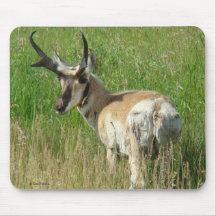 A35 Pronghorn Antelope Buck