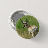 A35 Pronghorn Antelope Buck Ronde Button 3,2 Cm (Voorkant /achterkant)