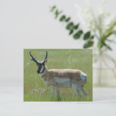 A36 Gaffelbok-antilope mannetje Briefkaart (Staand voorkant)