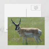 A36 Gaffelbok-antilope mannetje Briefkaart (Voorkant / Achterkant)