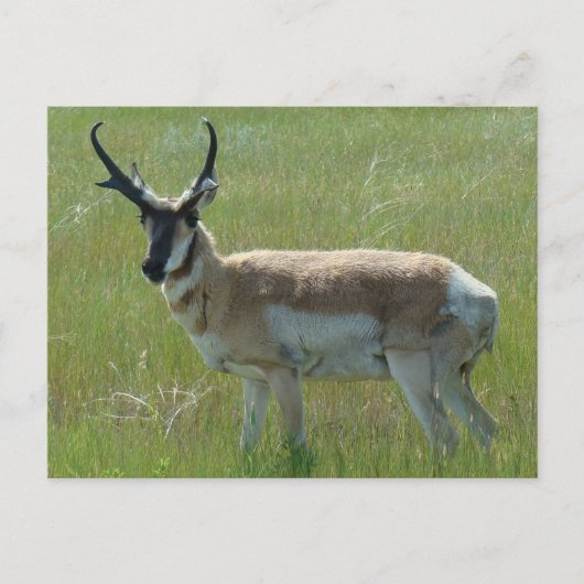 A36 Gaffelbok-antilope mannetje Briefkaart (Voorkant)