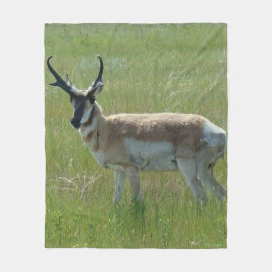 A36 Gaffelbok-antilope mannetje Fleece Deken (Voorkant)