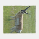 A36 Gaffelbok-antilope mannetje Fleece Deken (Voorkant (Horizontaal))