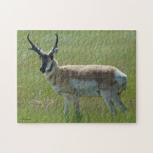 A36 Gaffelbok-antilope mannetje Legpuzzel (Horizontaal)