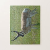 A36 Gaffelbok-antilope mannetje Legpuzzel (Verticaal)