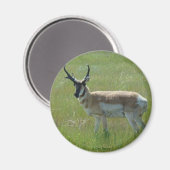 A36 Gaffelbok-antilope mannetje Magneet (Voorkant / Achterkant)