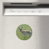 A36 Gaffelbok-antilope mannetje Magneet (Insitu (Vaatwasser))