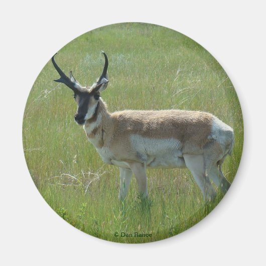 A36 Gaffelbok-antilope mannetje Magneet (Voorkant)