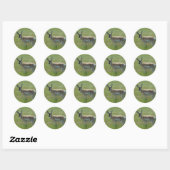 A36 Gaffelbok-antilope mannetje Ronde Sticker (Vel)