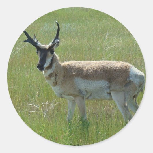 A36 Gaffelbok-antilope mannetje Ronde Sticker (Voorkant)