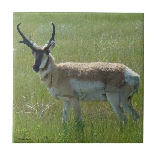 A36 Gaffelbok-antilope mannetje Tegeltje (Voorkant)