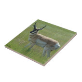 A36 Gaffelbok-antilope mannetje Tegeltje (Zijkant)
