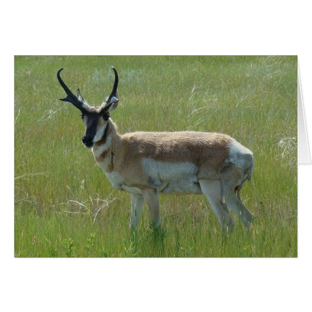 A36 Pronghorn Antelope Big Buck (Voorkant Horizontaal)