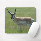 A36 Pronghorn Antelope Buck Muismat (Met muis)