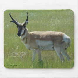 A36 Pronghorn Antelope Buck Muismat