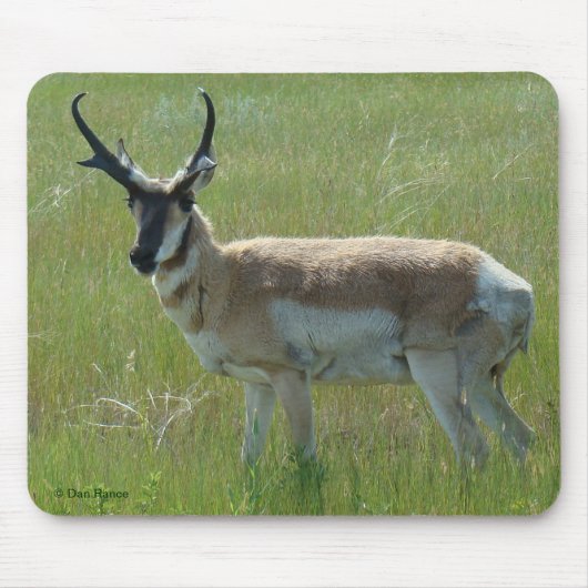A36 Pronghorn Antelope Buck Muismat (Voorkant)